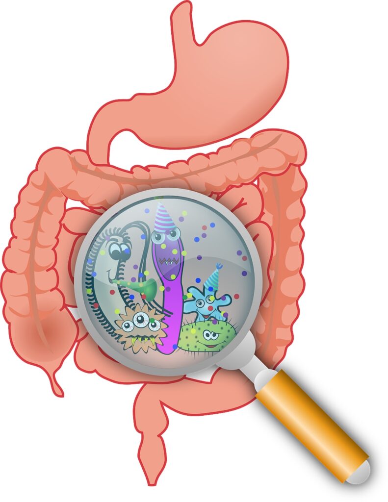 Batteri nell'intestino