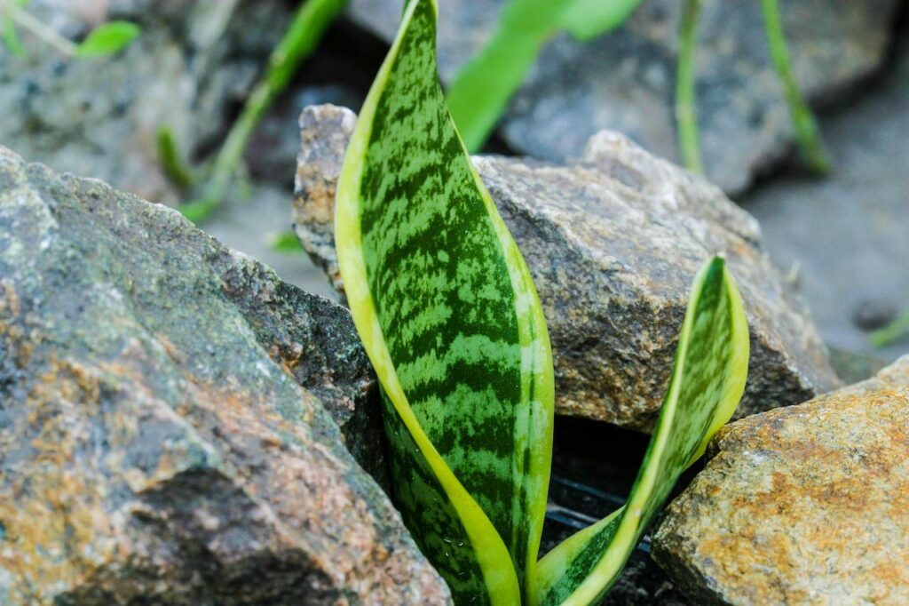 Sansevieria