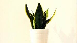 Sansevieria: come stimolare la produzione dei germogli