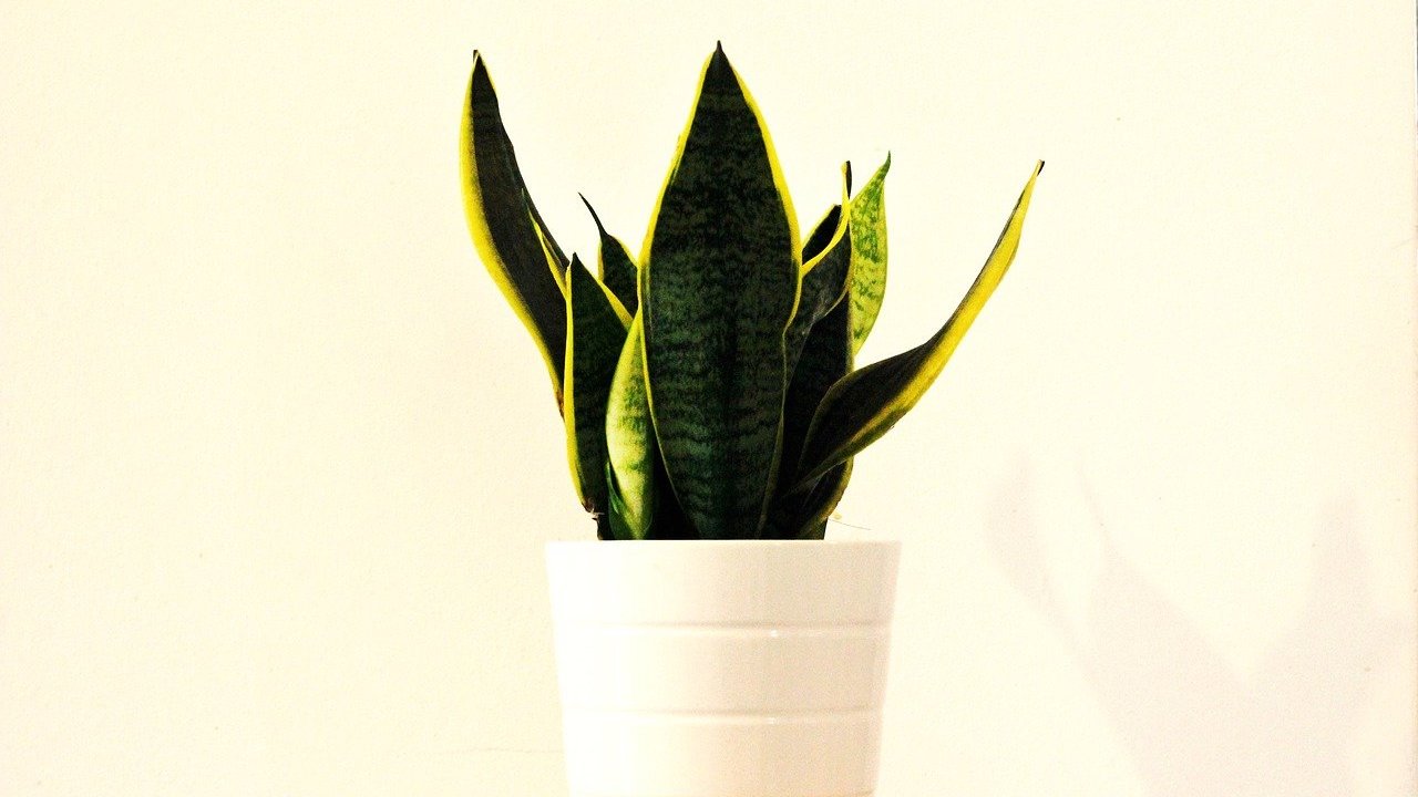 Sansevieria