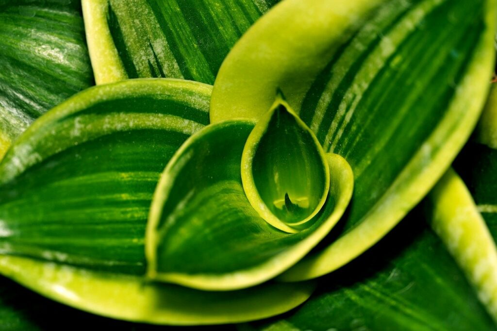 Foglie sansevieria