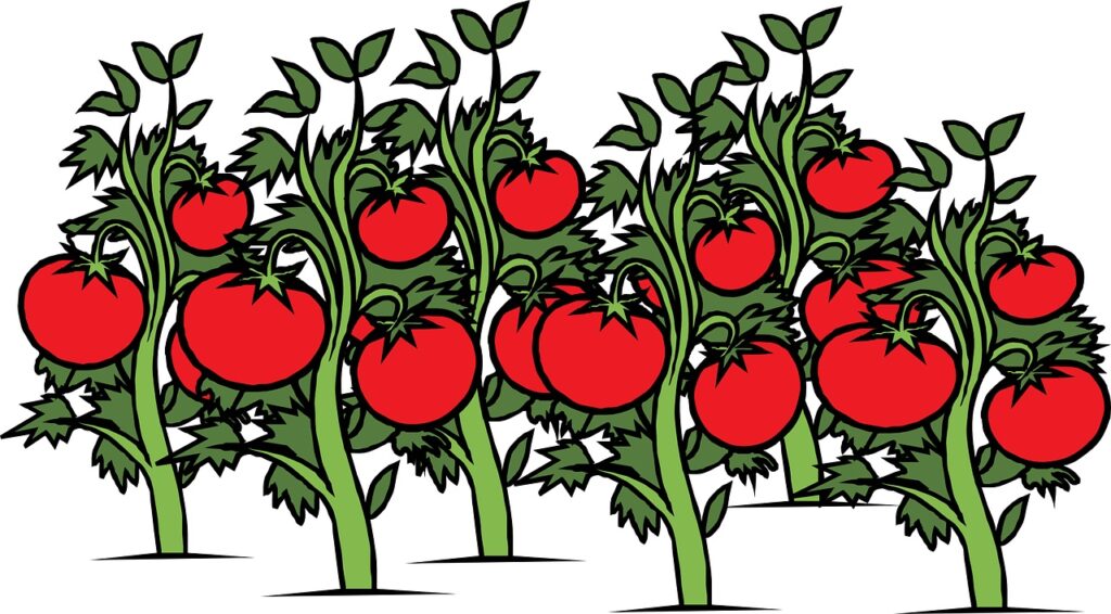 Piantagione pomodori