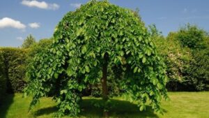 Gelso: l’albero nemico dello smog e che produce frutti davvero succulenti