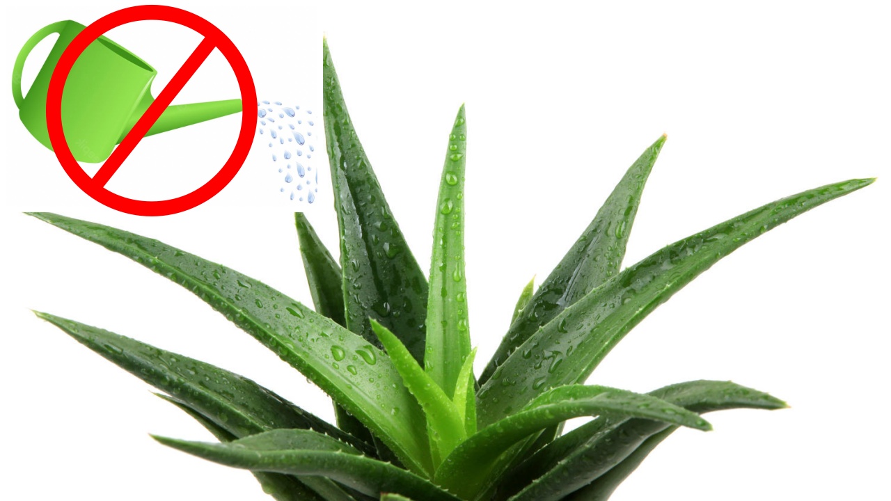 Innaffiare l'aloe vera