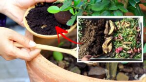 La guida per preparare il compost in casa per fertilizzare le vostre piante