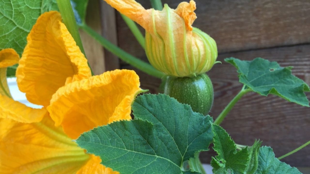 fiori di zucca