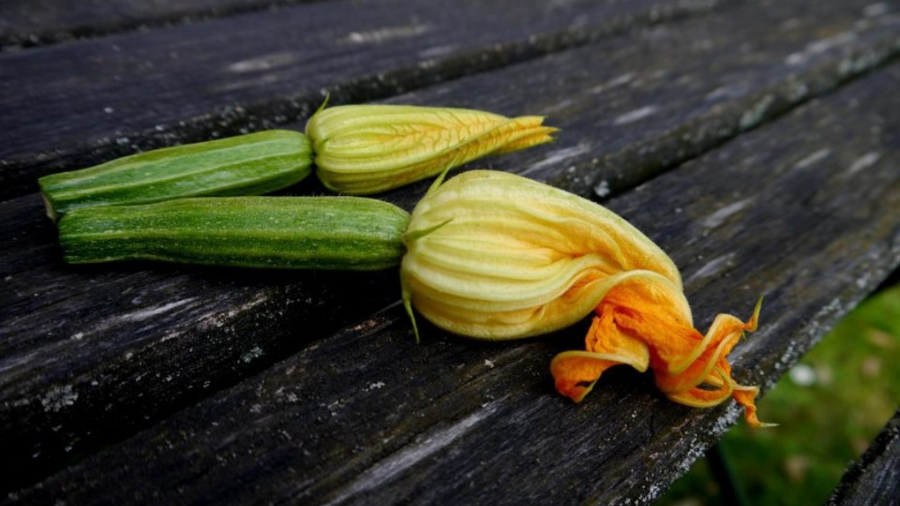 fiori di zucca