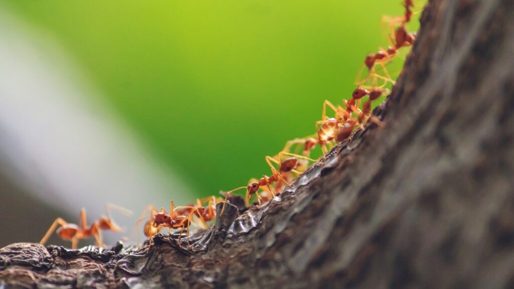 formiche nel formicaio
