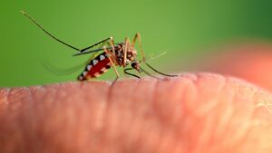 I migliori quattro consigli per avere una casa libera dalle zanzare