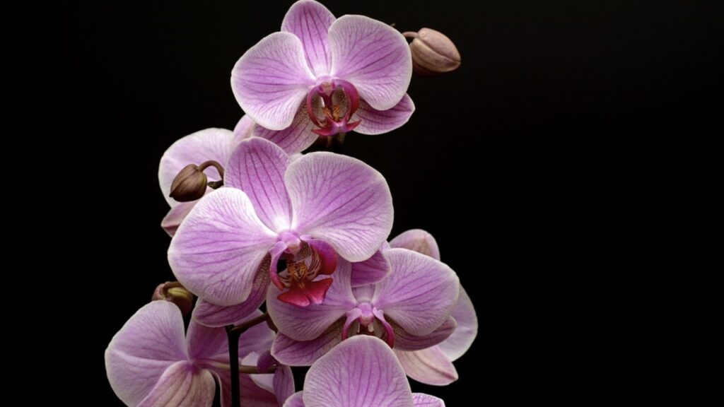 orchidea