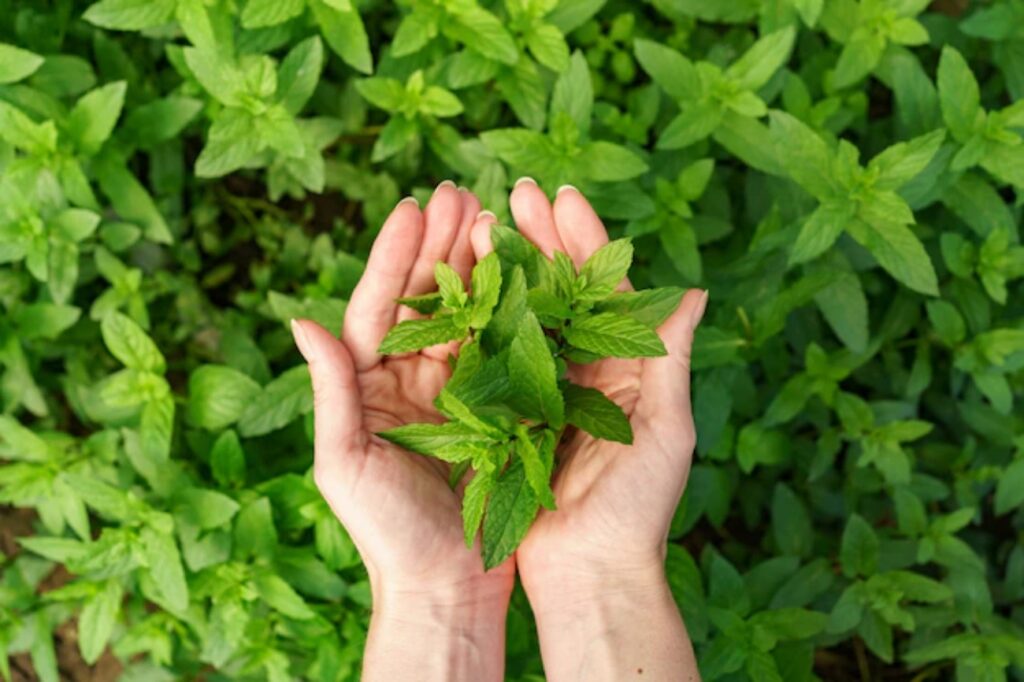 Piante repellenti per i topi