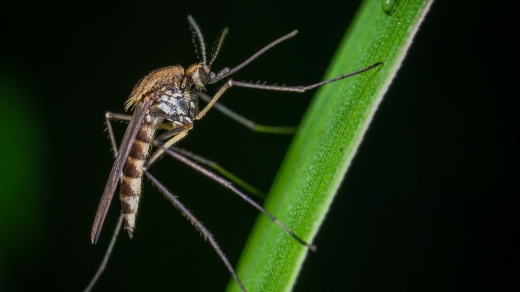 Scacciare le zanzare