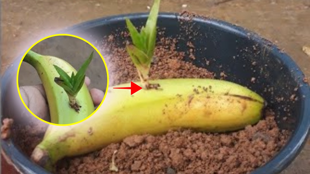 banana e aloe vera 