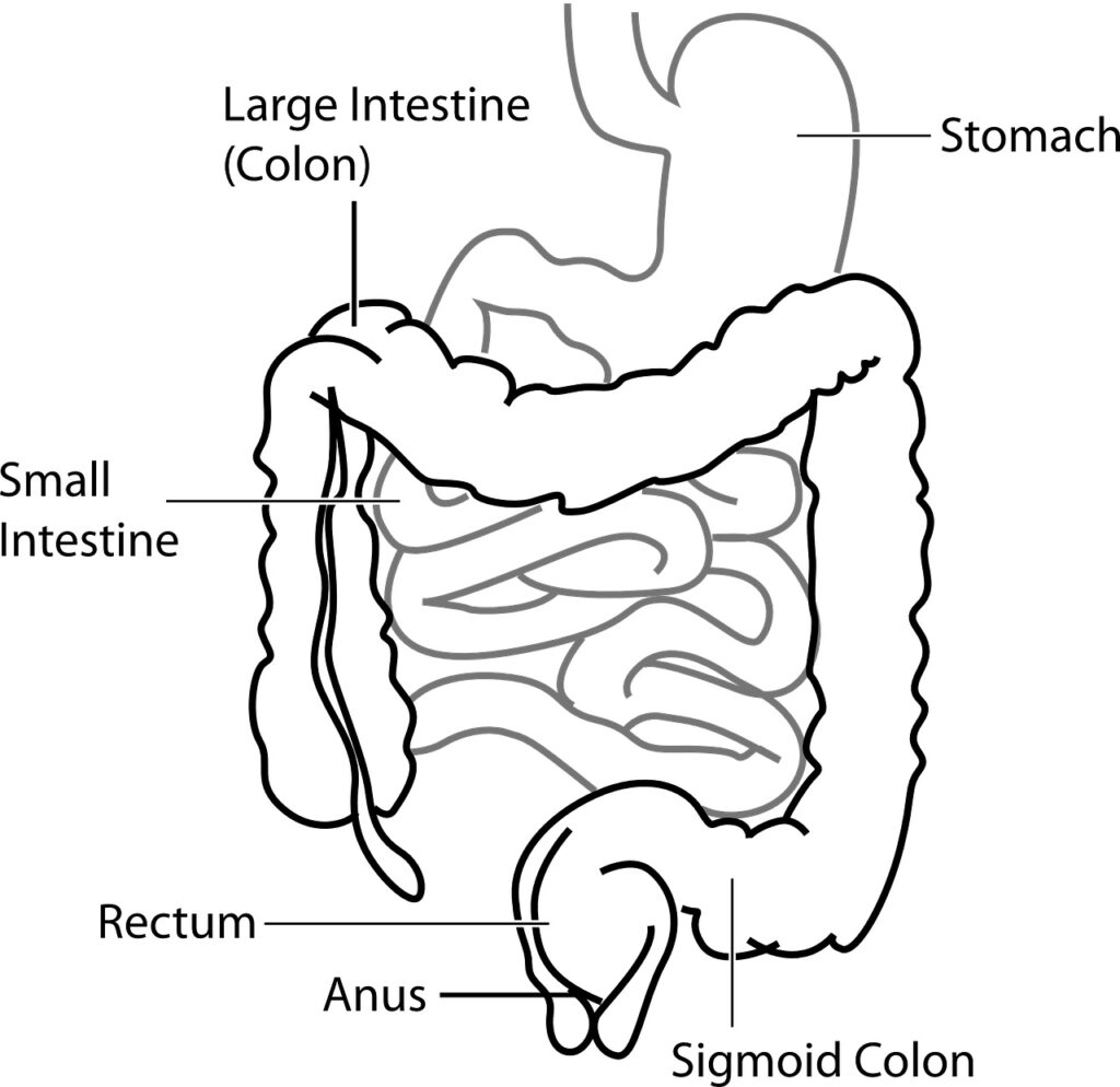 Intestino