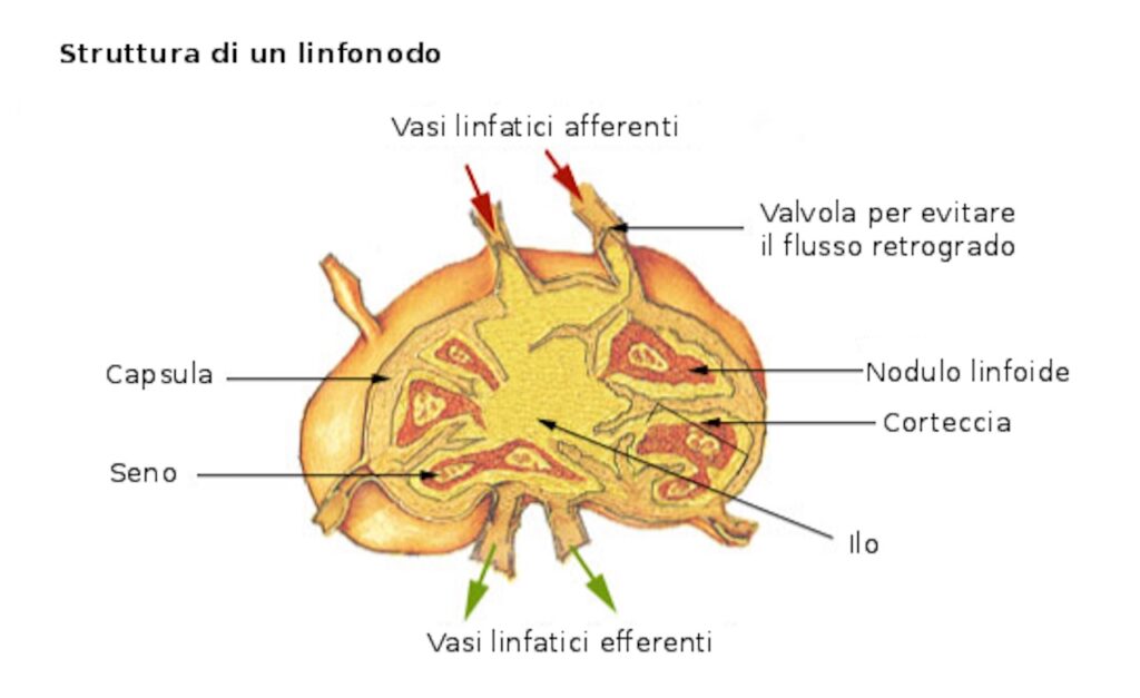 Struttura di un linfonodo