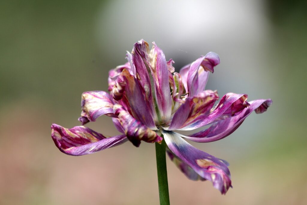 Tulipano appassito