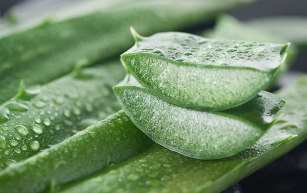 Trucco per aloe vera