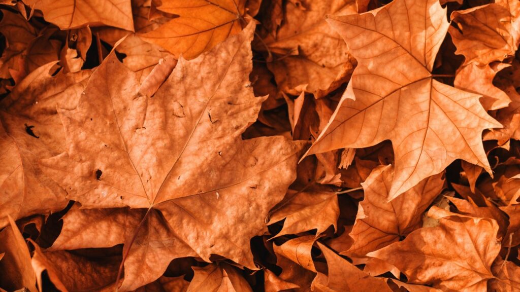 Arredare un balcone in autunno