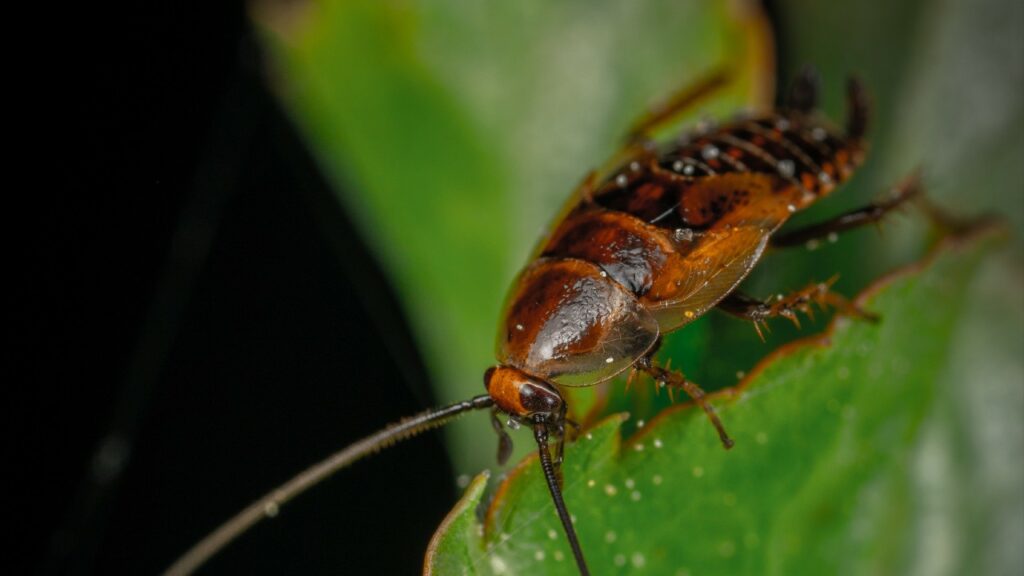 Repellente naturale per le blatte