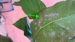Se sulle tue piante vedi questi segni bianchi, devi assolutamente provare questi rimedi naturali per eliminare la cocciniglia