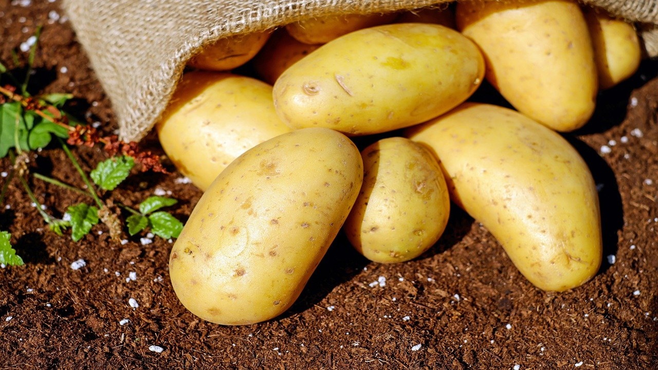 sacco di patate a terra