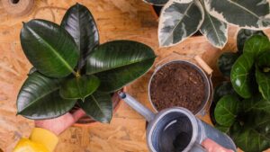 La pianta contro l’inquinamento che si può coltivare in casa: tutto quello che devi sapere sulla Ficus Robusta