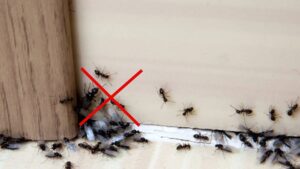 rimedi formiche