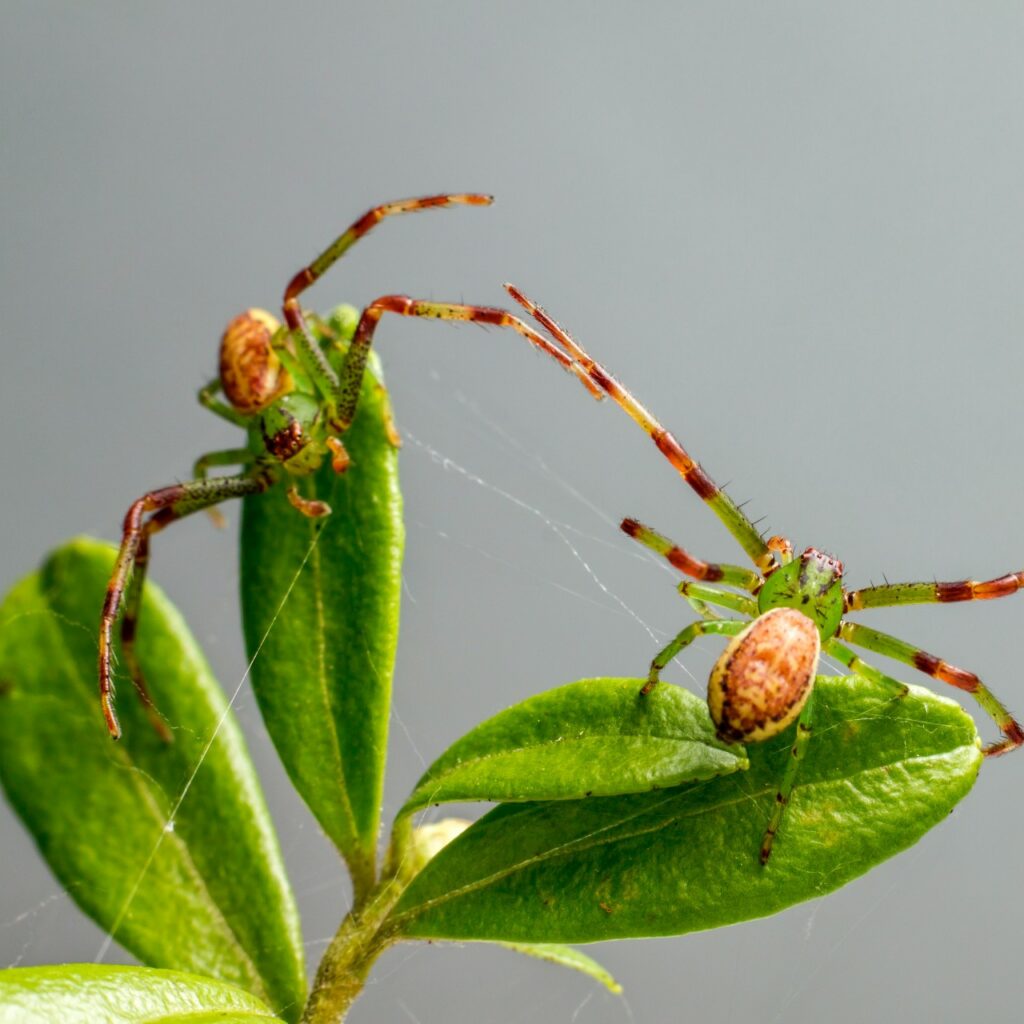 Repellente per ragni e formiche