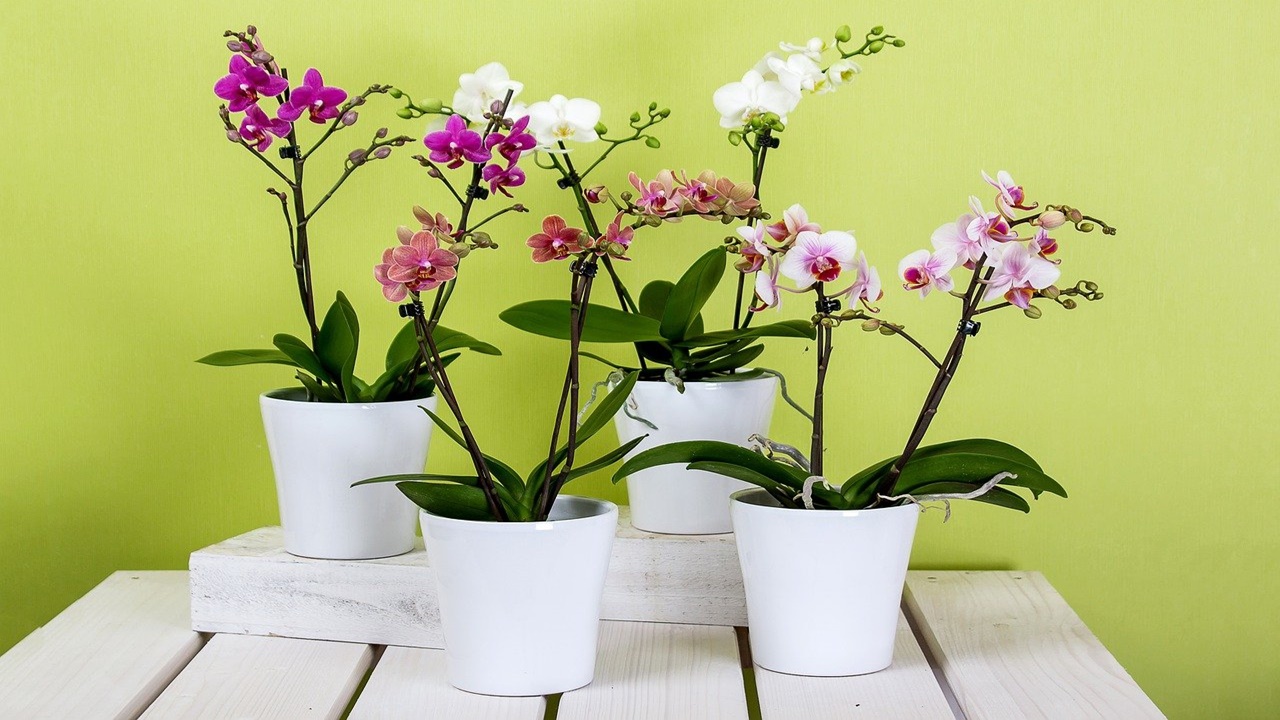 vasi bianchi di orchidee