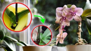 metodo spugna orchidea