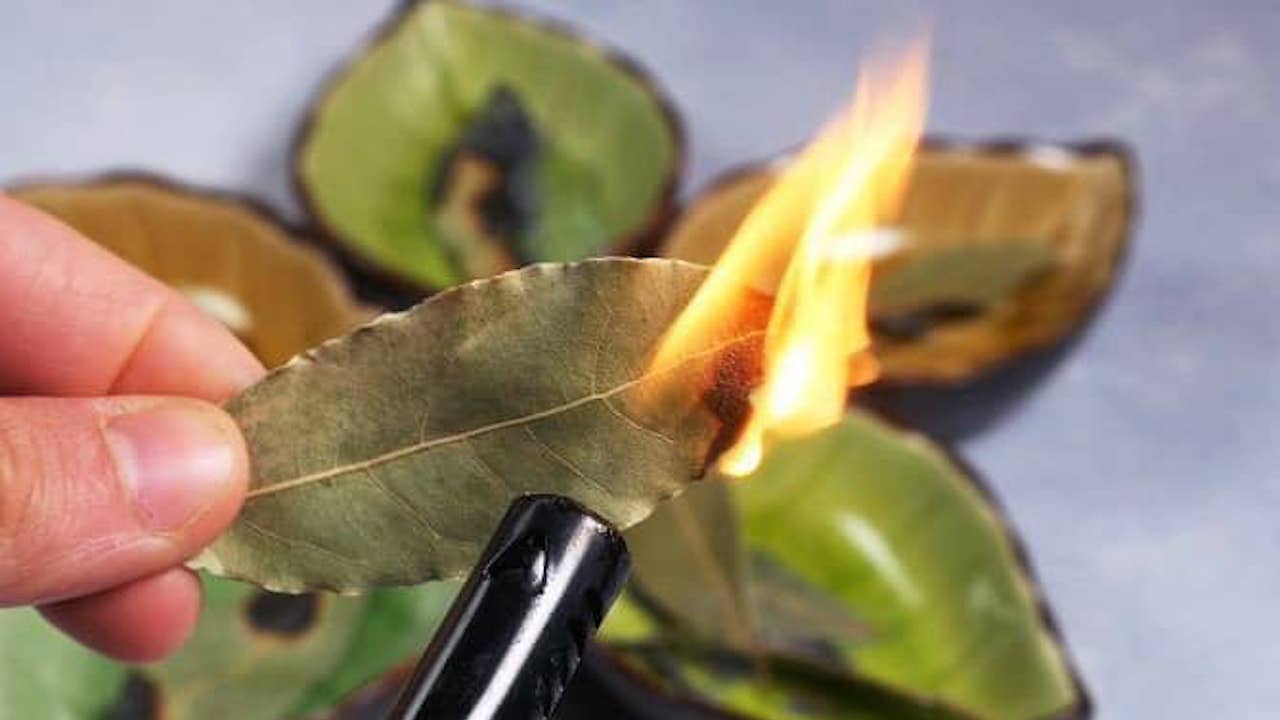 Dare fuoco alle foglie di alloro