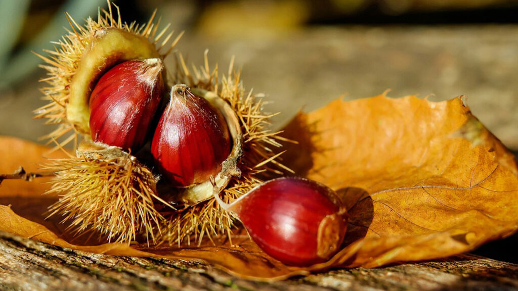 Castagne