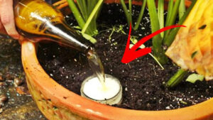 Come preparare un fertilizzante liquido per le piante in casa
