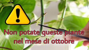 Una guida sulle piante e gli alberi che potete o non potete potare nei mesi autunnali