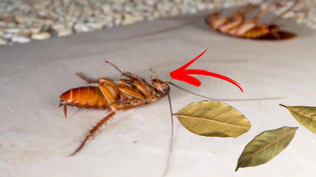Come eliminare gli scarafaggi