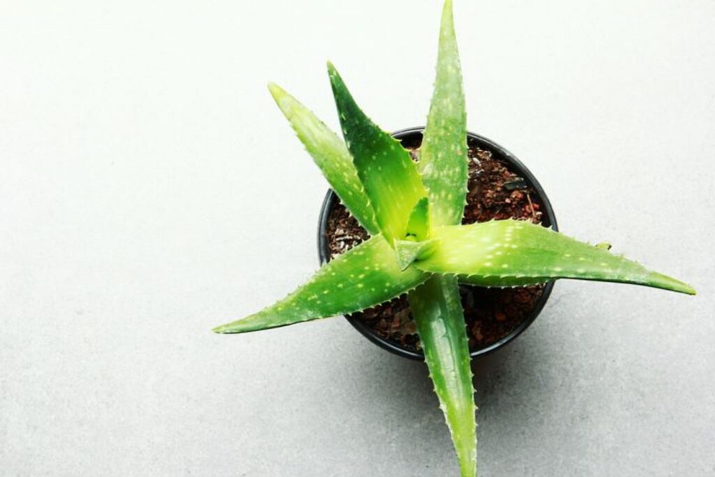 Guarire un'aloe vera