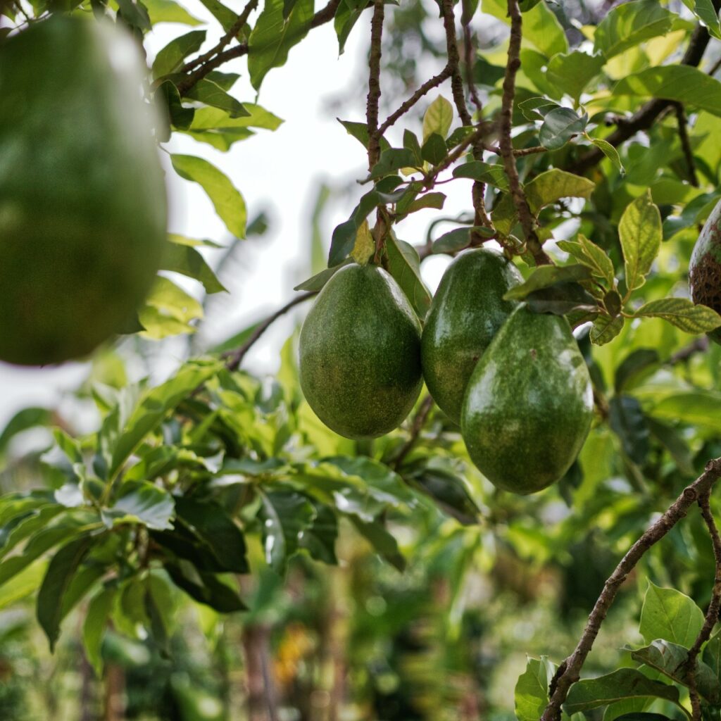 Pianta di avocado