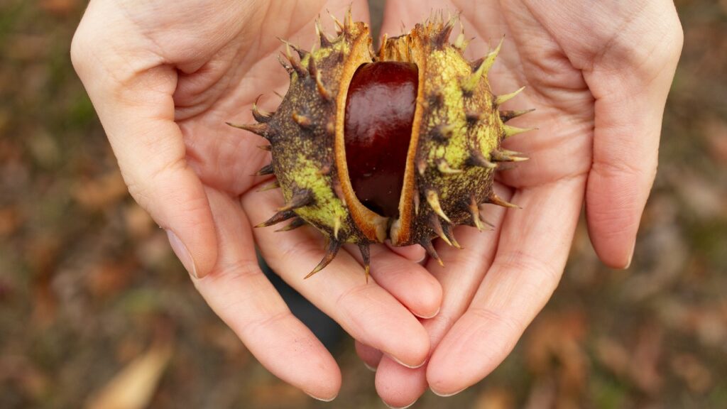 Riconoscere le castagne matte