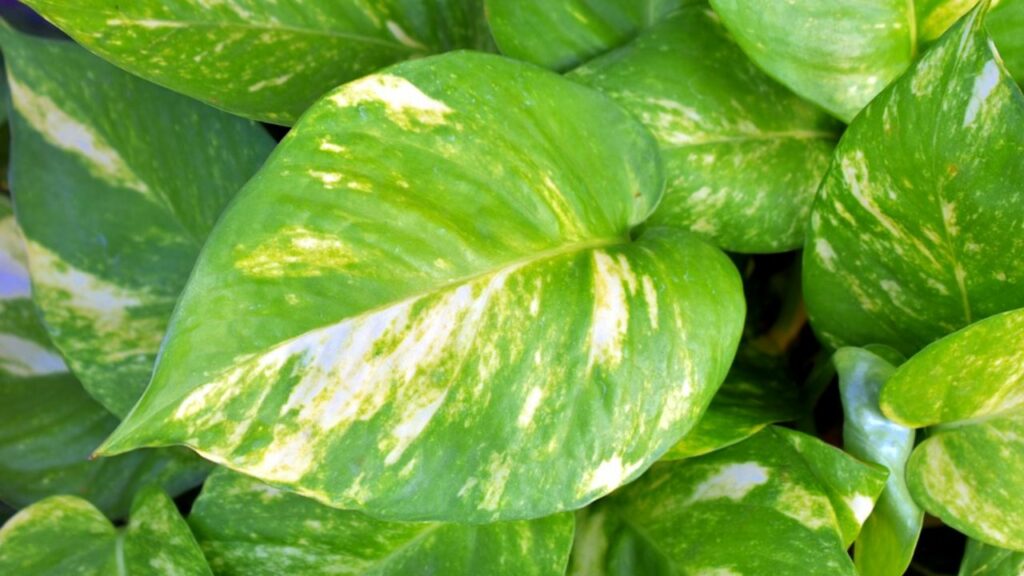 foglia gialla del pothos