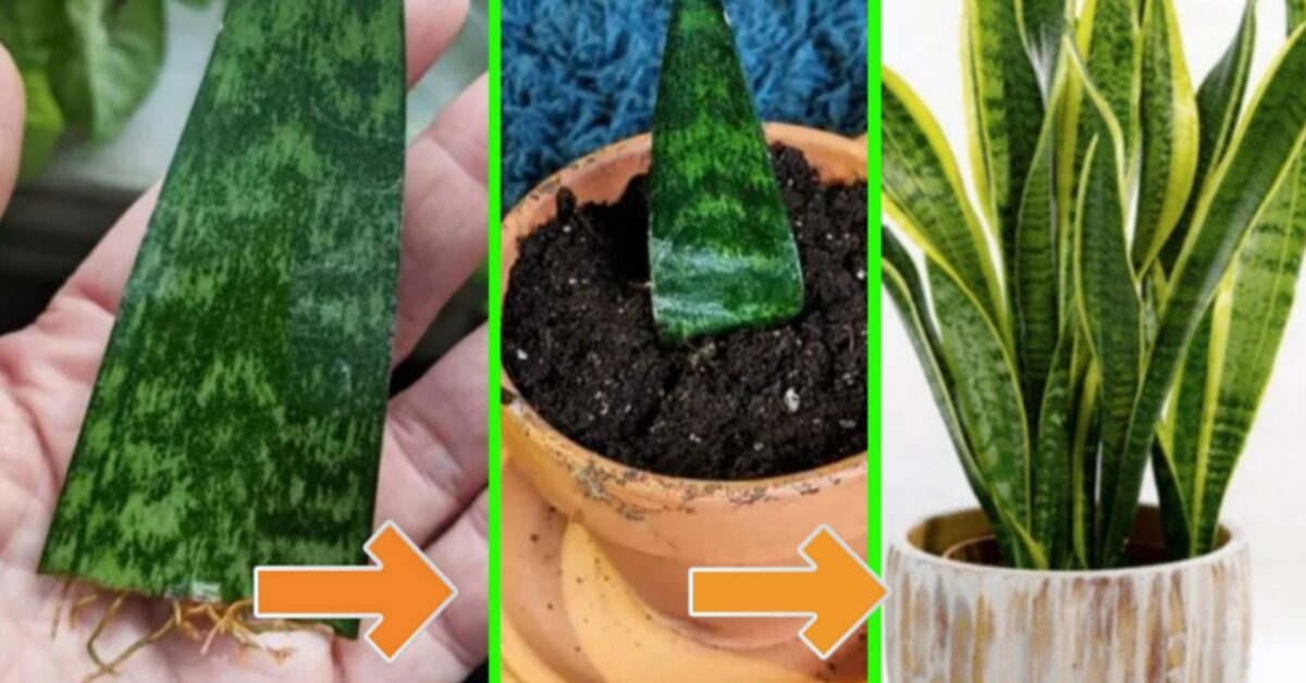Sanseveria tutto quello che devi sapere per coltivarla