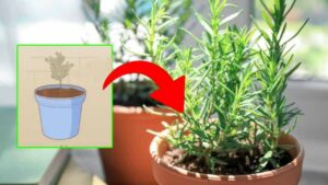 Come coltivare una pianta di rosmarino e come prendersene cura in pochi passaggi