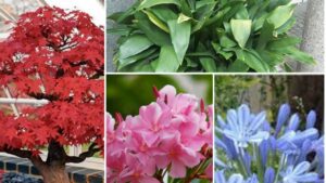 Esistono diverse piante belle e resistenti perfette per tutti i periodi dell’anno e che sopportano le temperature estive e invernali
