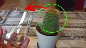 La TECNICA del BICCHIERE per moltiplicare le piante grasse: adatto anche ai meno esperti!