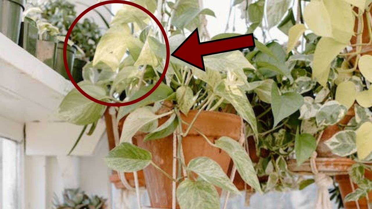 pothos con foglie gialle