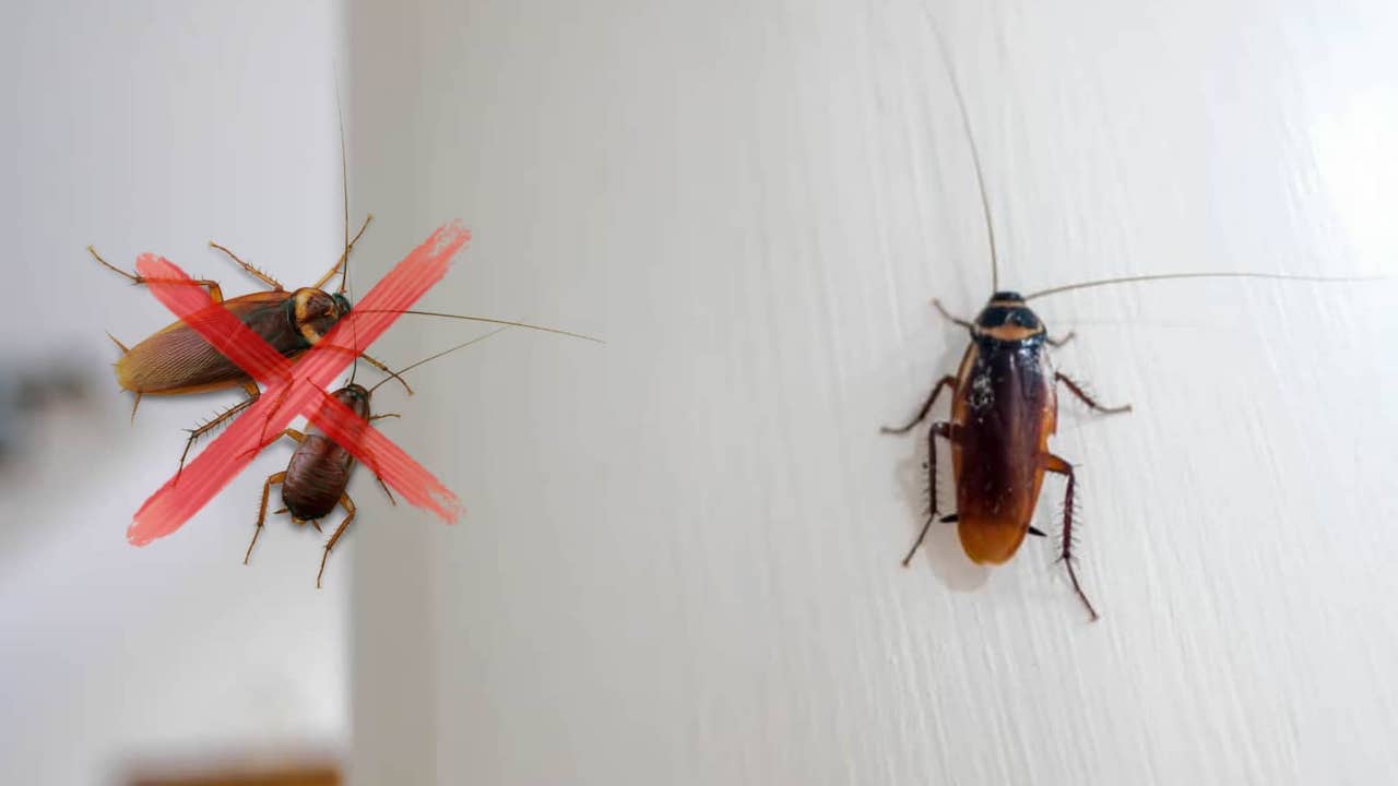 Insetticidi naturali per eliminare gli scarafaggi
