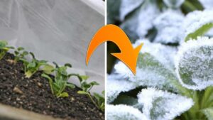 Protezione piante fragili dall'inverno