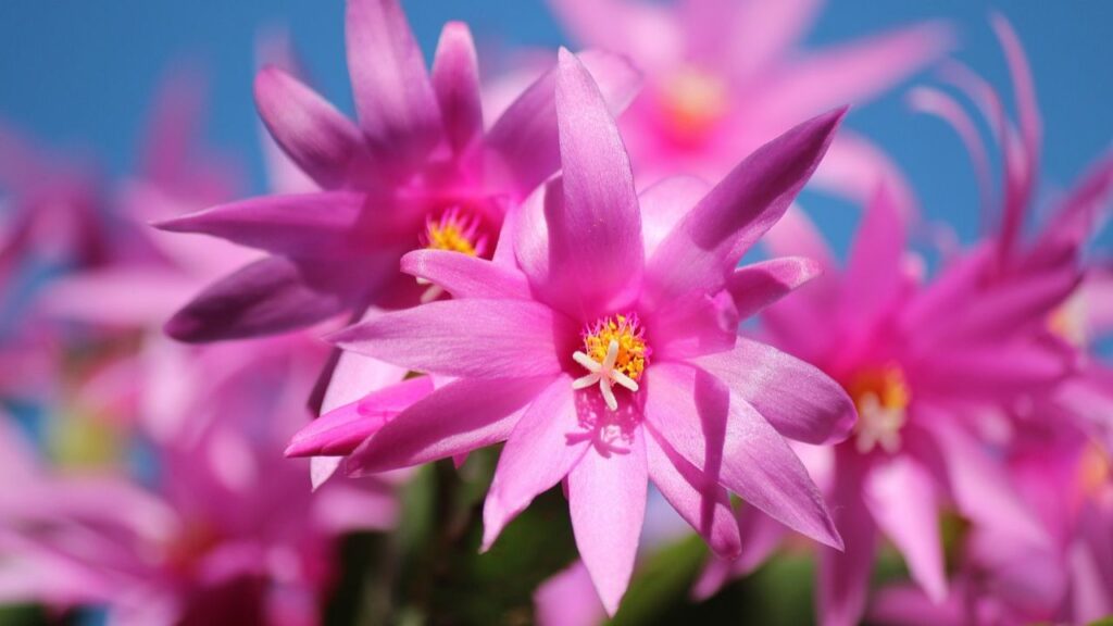 flores de cactus de navidad