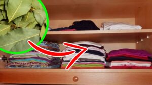 Il trucco delle foglie d’alloro nell’armadio: dopo qualche minuto i vestiti appariranno diversi