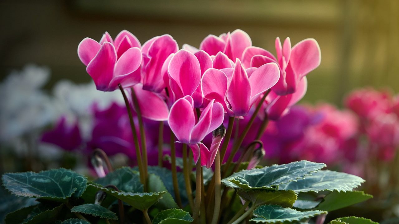 fiori di ciclamino rosa