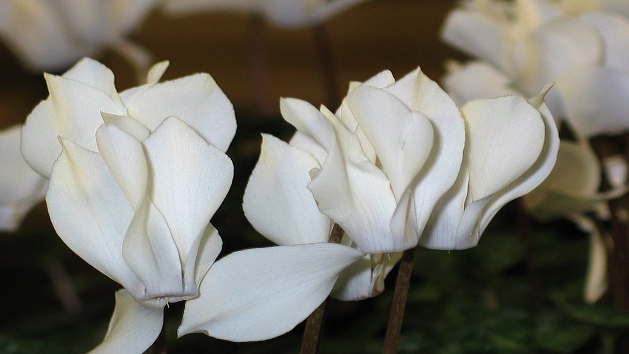 fiori bianchi di ciclamino 